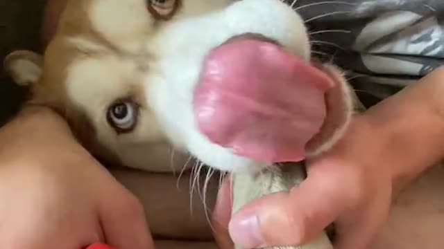 Husky is being dramatic about getting his nails trimmed!