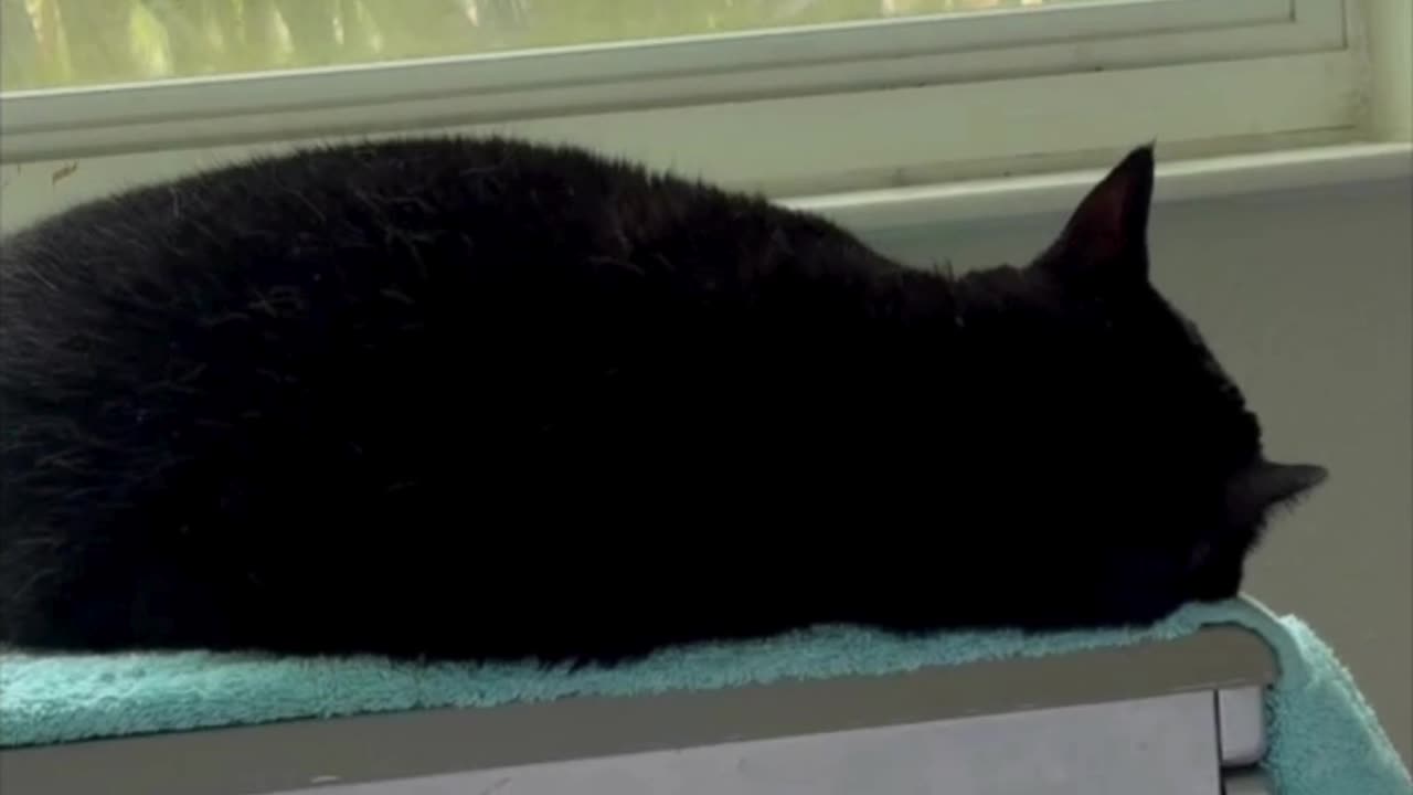 Adopting a Cat from a Shelter Vlog - Cute Precious Piper Sleeps in Her Spa #shorts