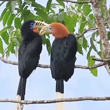 Gorgeously and beautifully rufous necked hornbill set on the tree