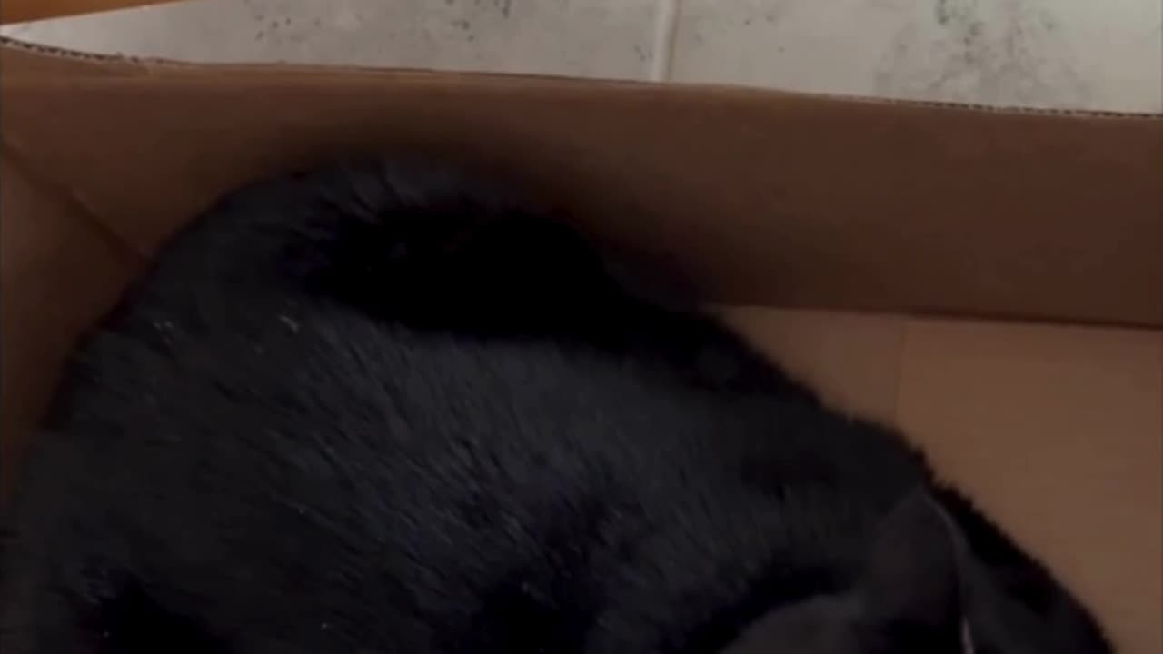 Cute Precious Piper is in a Box Diagonally - Adopting a Cat from a Shelter Vlog #shorts