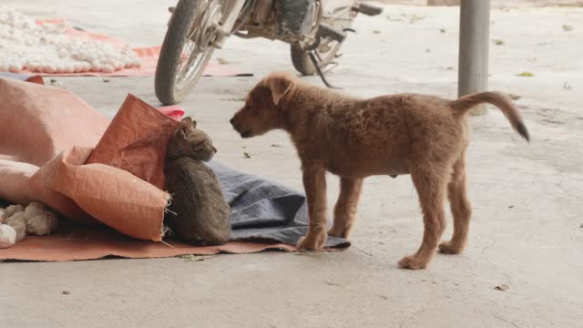 Kitten Playing with Puppy