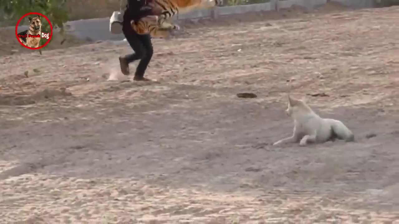 TROLL PRANK DOG AND FAKE TIGER PRANK TO DOG