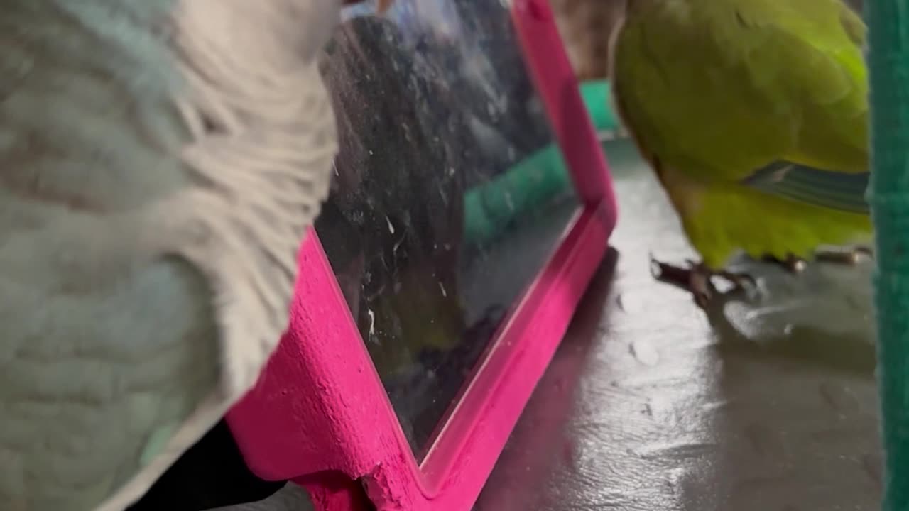 Parrots Chat With Virtual Friends