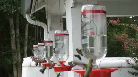 Humming birds at the feeders