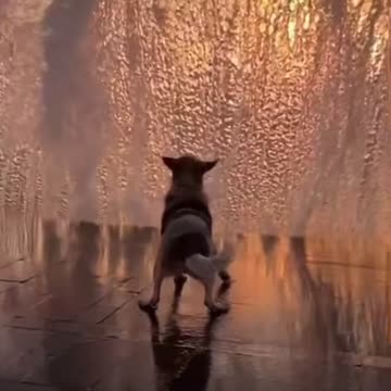 The view of a dog for me in front of a big wave.