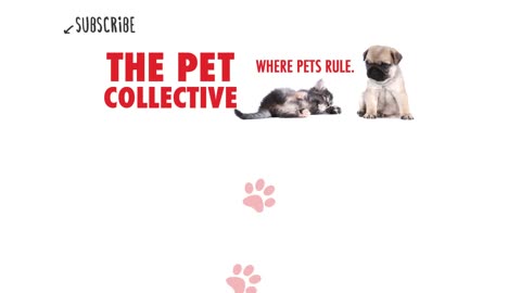 Pet Escape Artists | funny pet video |The pet Collective