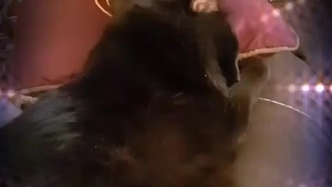 Some kitty cuddles