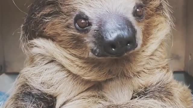 Did we do this right? #goodmorning #sloth