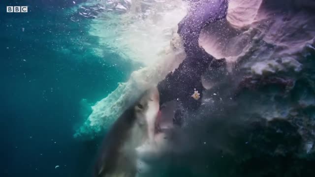 Sharks Feast On Whale | Blue Planet II | BBC Earth