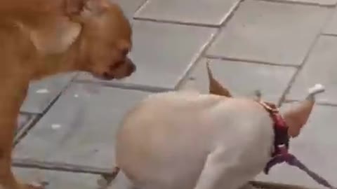 Funny dogs video