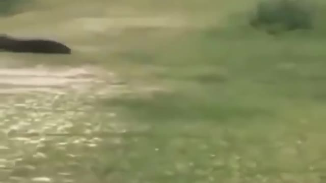 Stallion stomps on gator