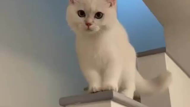 Cute Petty White Cats video