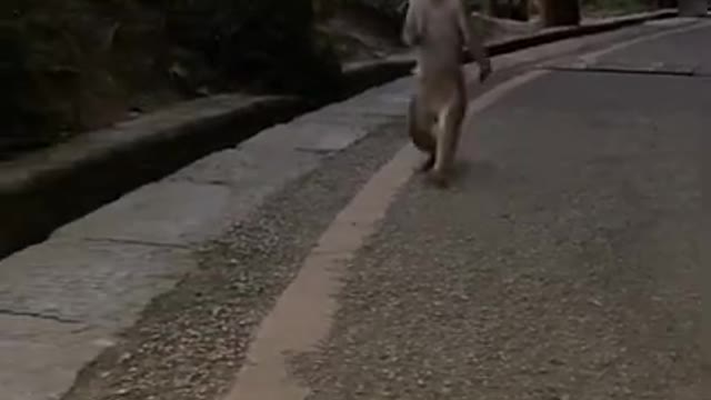 #smart monkey