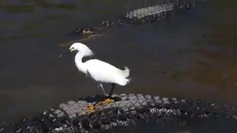 Crane rides on alligator!!!