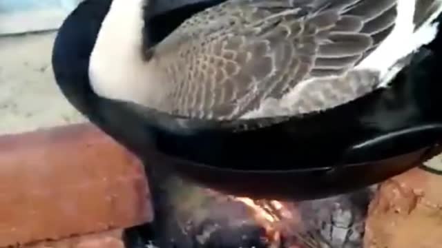 Does the goose know what it is doing