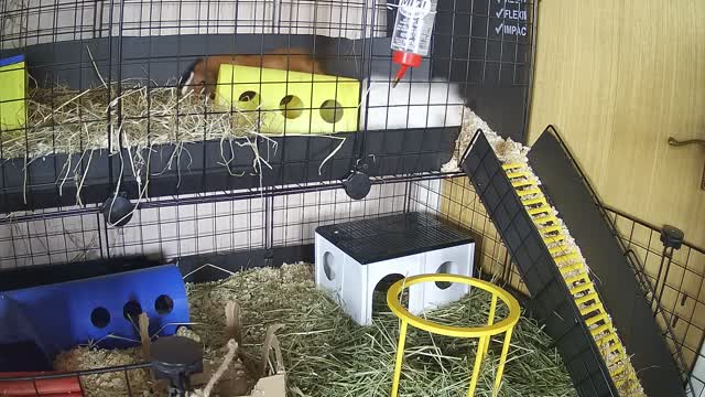 Snowflake Zooming Around the Cage and Popcorning