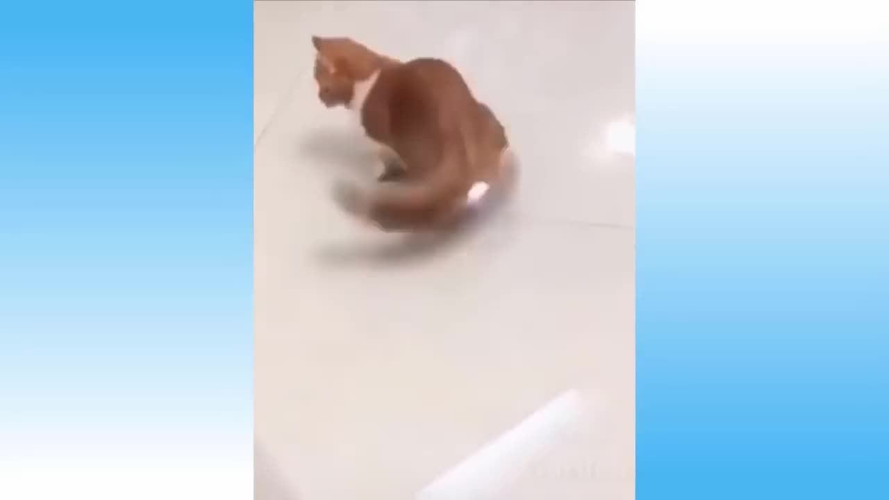 cutest and most fun pets to watch!