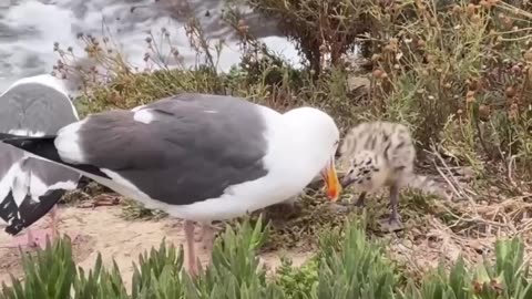 Seagull chicks