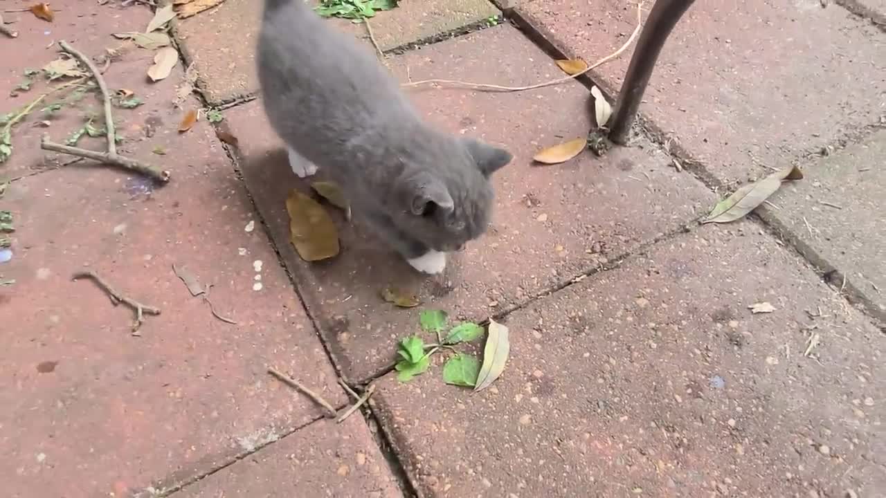 Stray kitten invaded my backyard 😀😃🙂