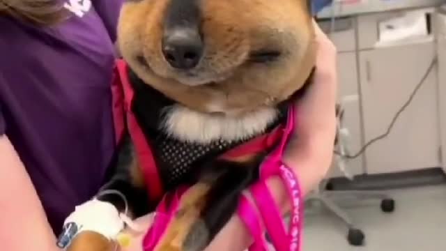 dog bitten by wasp