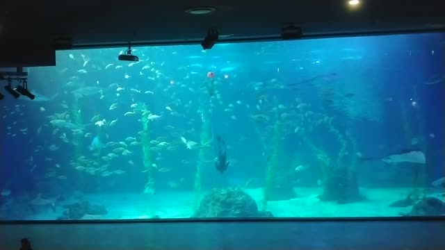 The rare video of the Korea Aquarium