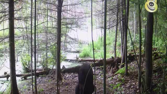 Nature Clips 24 - An injured bear is smelling my scent. This poor guy doesn't look too good.