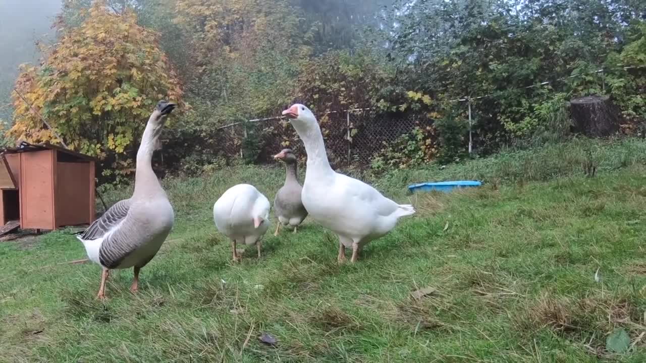 Pet Goose Hugs his Owner but Attacks Everyone Else