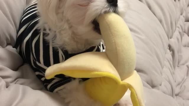 Banana Pupper