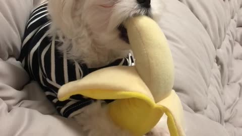 Banana Pupper