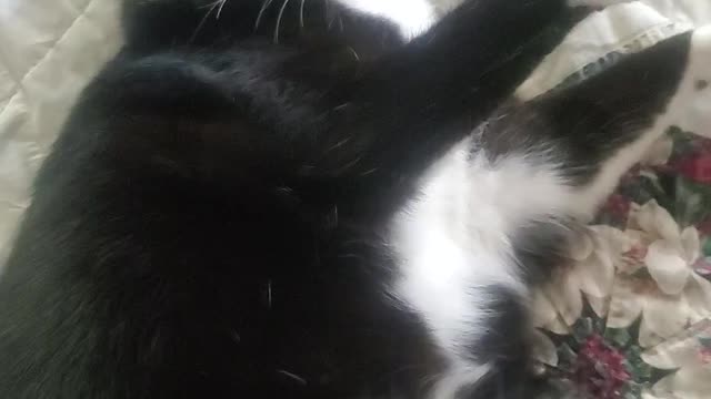 Life of Maggie the Cat