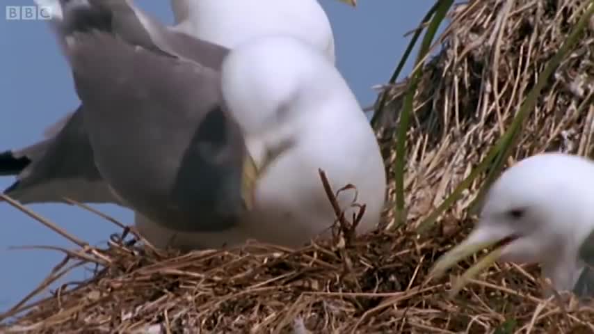 World's Largest Eagle Attacks Kittiwake Birds | Blue Planet | BBC Earth