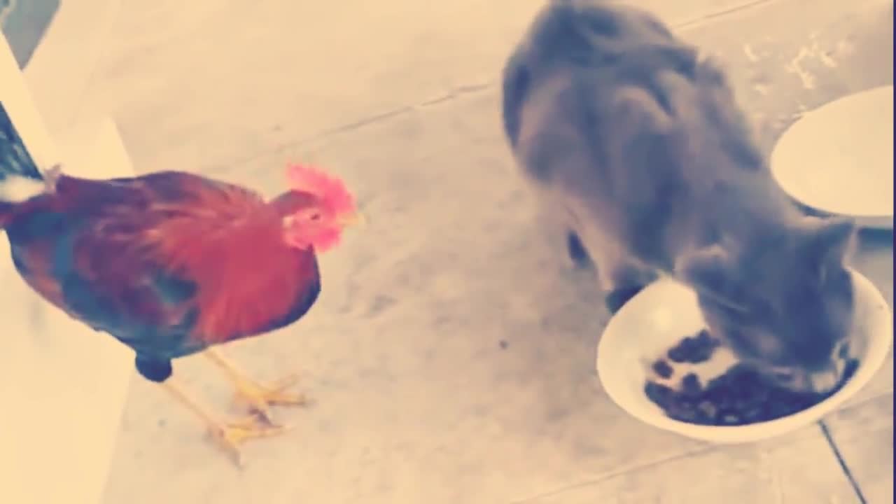 Cat vs Chicken fight - 2018