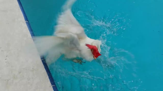 Can chickens swim epic video