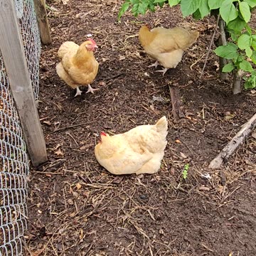 OMC! Three Chickens relaxing under a tree! #chickens