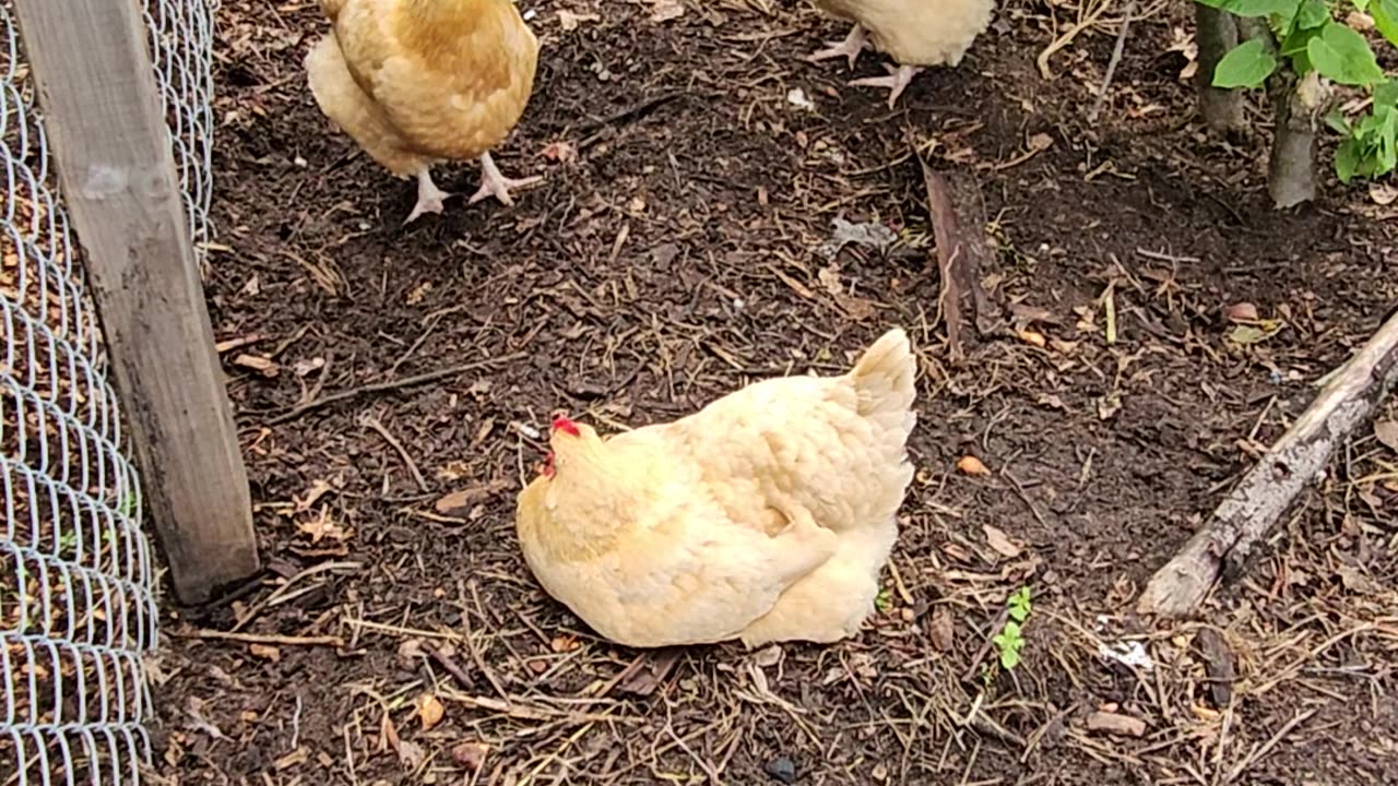 OMC! Three Chickens relaxing under a tree! #chickens