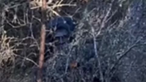 BIGFOOT - Mask & Costume or...?