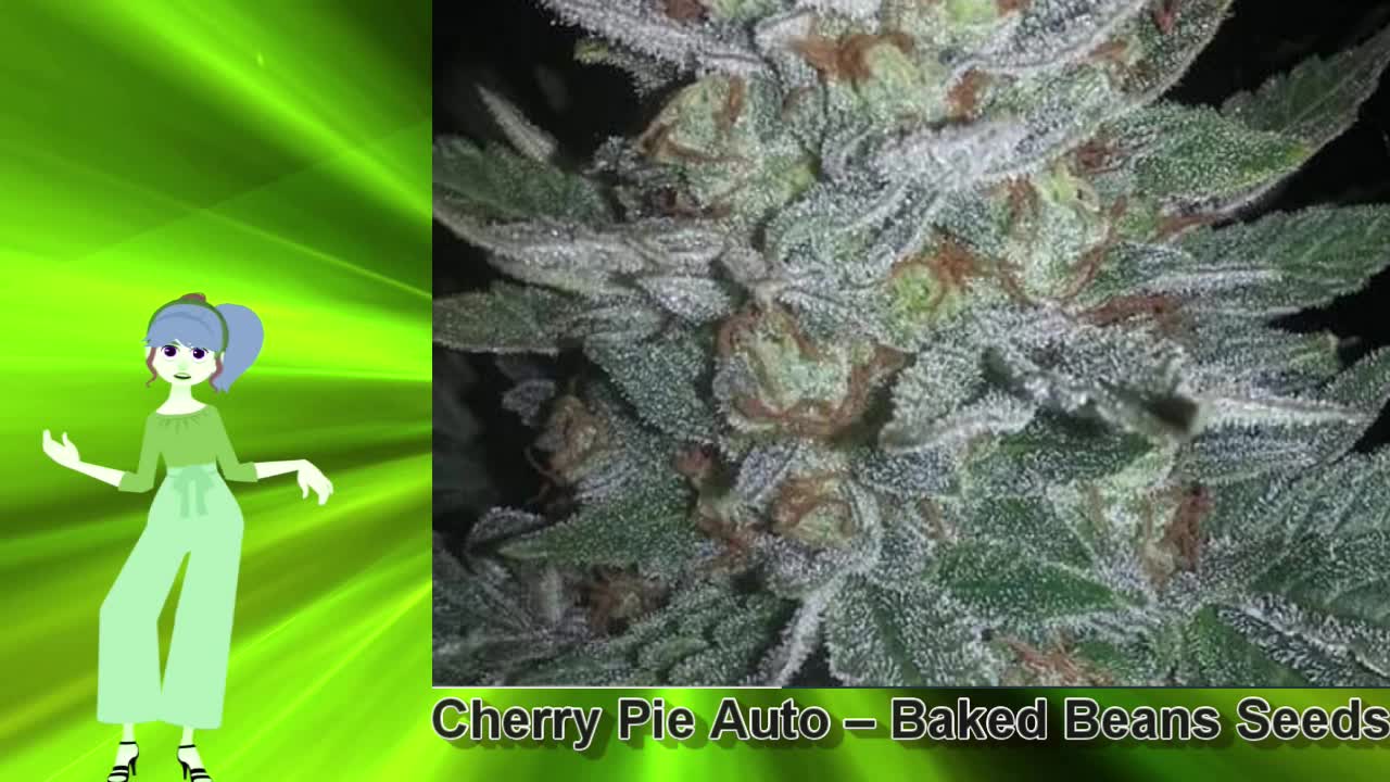 Cherry Pie Auto – Baked Beans Seeds