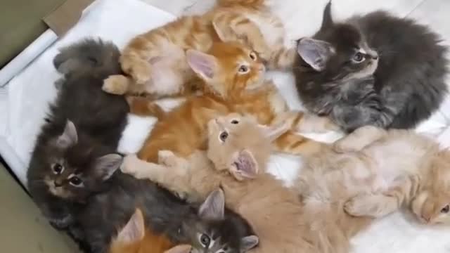 A Little Kitten Playing and Meowing - Cat Babies Compilation