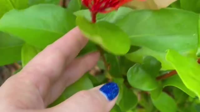 The little flower is so magical