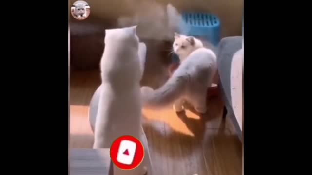 Cats cute Videos Compilation Funny Cat Videos Compilation 2021