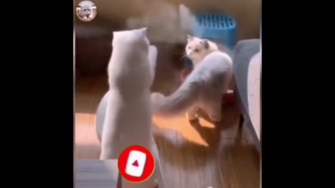 Cats cute Videos Compilation Funny Cat Videos Compilation 2021