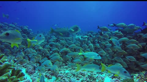 Shocking school of fish caught while snorkeling!