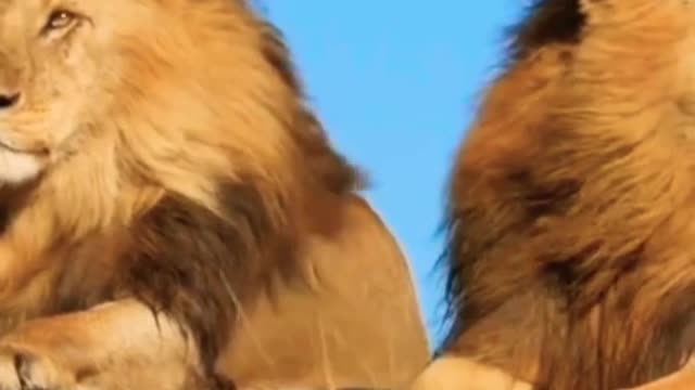 Beautiful And Dangerous Lions🦁🦁 Clips Scenes.