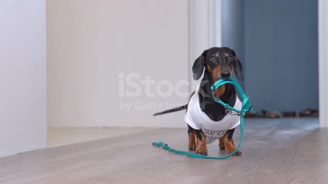 Description dachshund