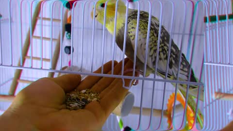 Young Cockatiel Training quick tips