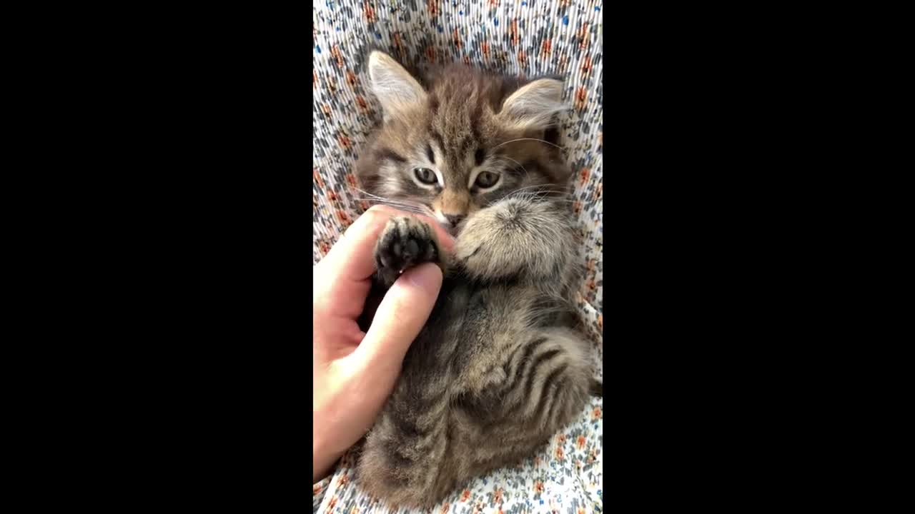 Cute cat video