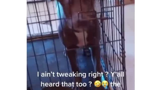 FUNNIEST TALKING DOG 🐶 VIDEO ON THE INTERNET 🤣🤣🤣 2021!!!