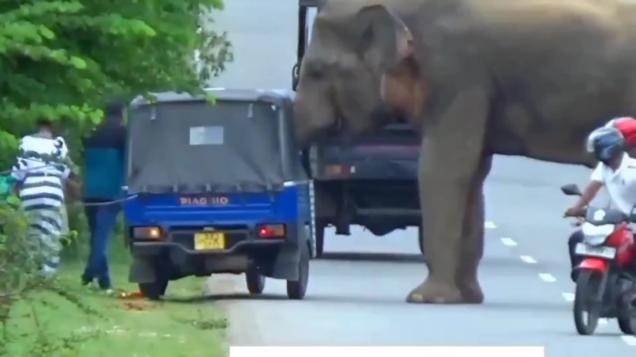 An angry Elephant stop tricycle from leaving