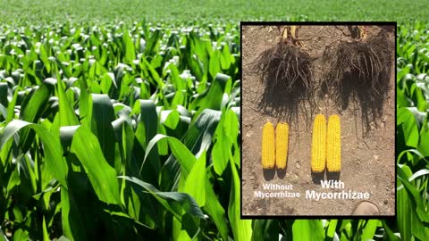 MycoMaxx Increases YIELD!