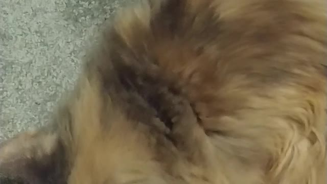 Cat Brushes Herself